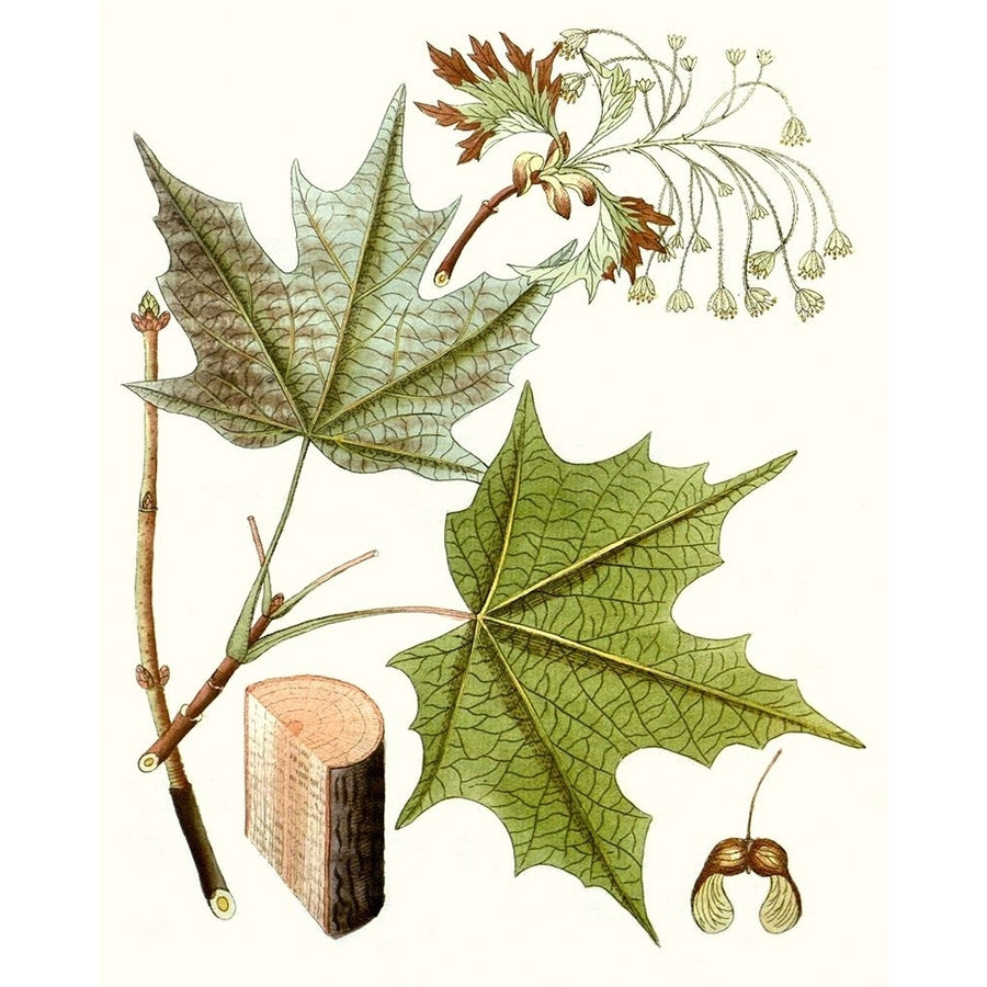 Maple Leaves III Poster Print - Unknown-VARPDX128422Z Image 1