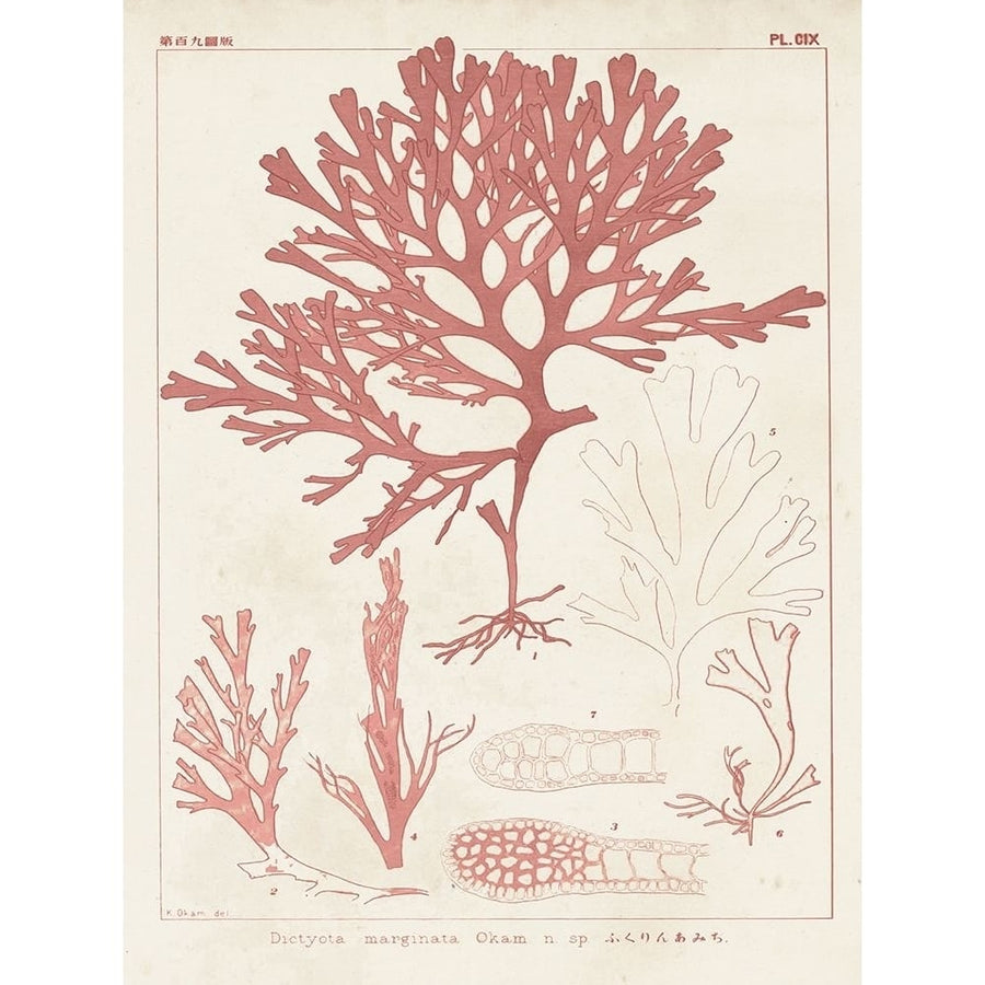 Antique Coral Seaweed II Poster Print - Studio Vision-VARPDX128588Z Image 1