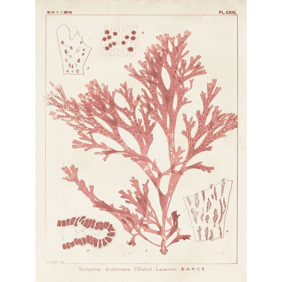 Antique Coral Seaweed I Poster Print - Studio Vision-VARPDX128587Z Image 1