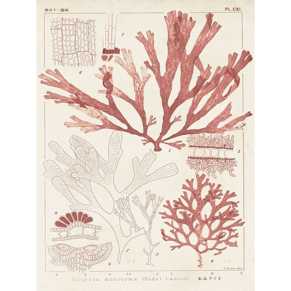 Antique Coral Seaweed IV Poster Print - Studio Vision-VARPDX128590Z Image 1