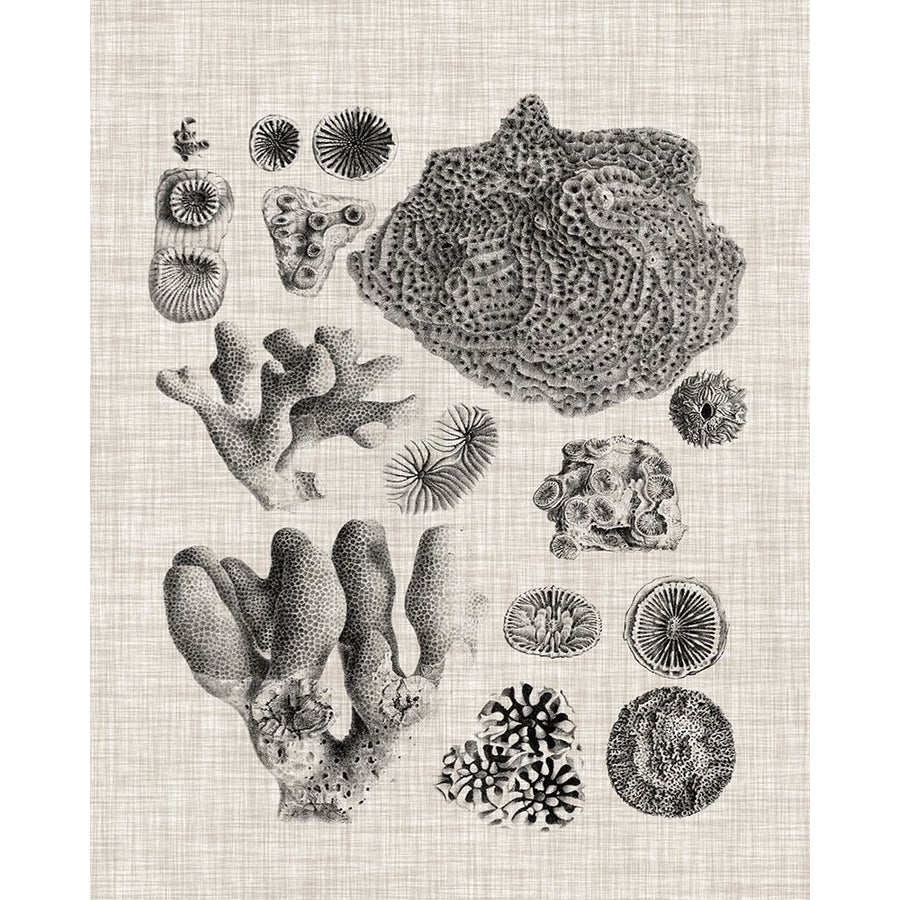 Coral Specimen II Poster Print - Studio Vision-VARPDX128605Z Image 1