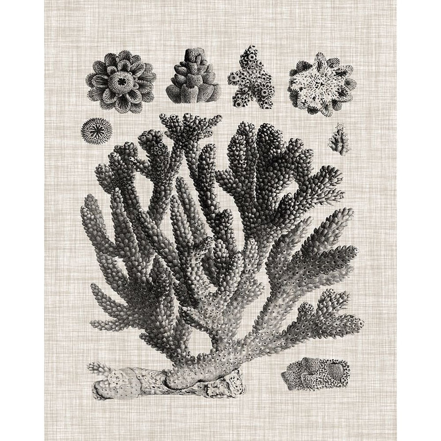 Coral Specimen IV Poster Print - Studio Vision-VARPDX128607Z Image 1