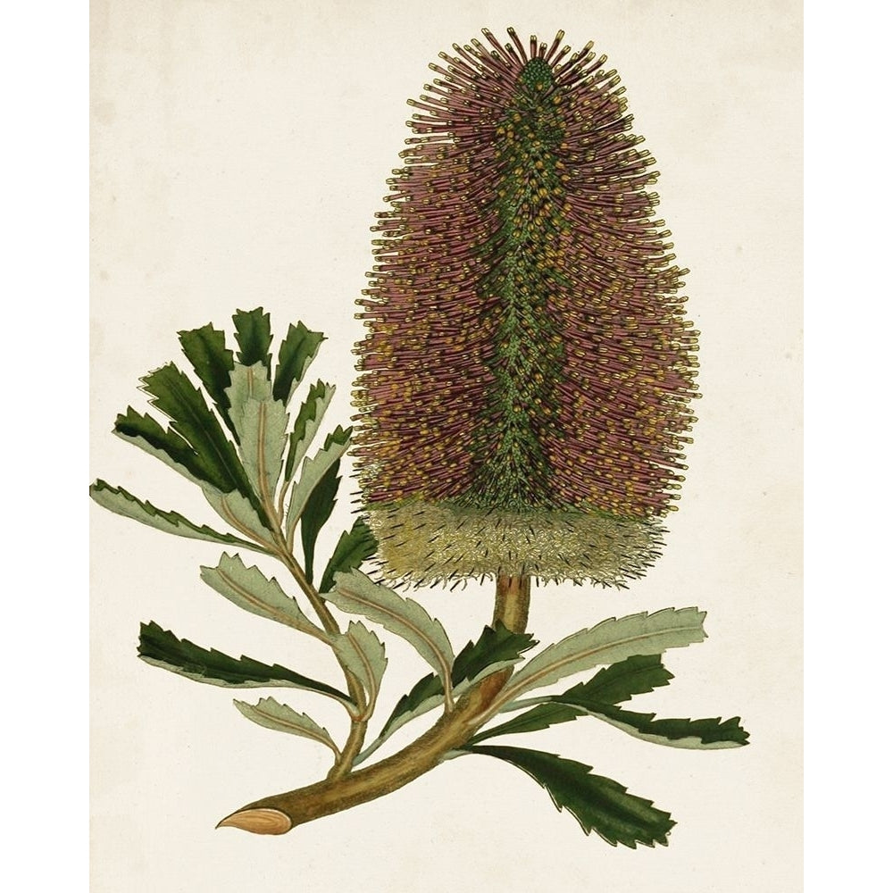 Antique Protea V Poster Print - Unknown-VARPDX128649Z Image 1