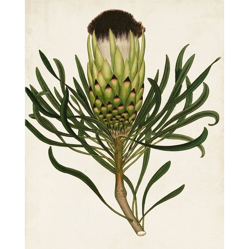 Antique Protea II Poster Print - Unknown-VARPDX128646Z Image 1