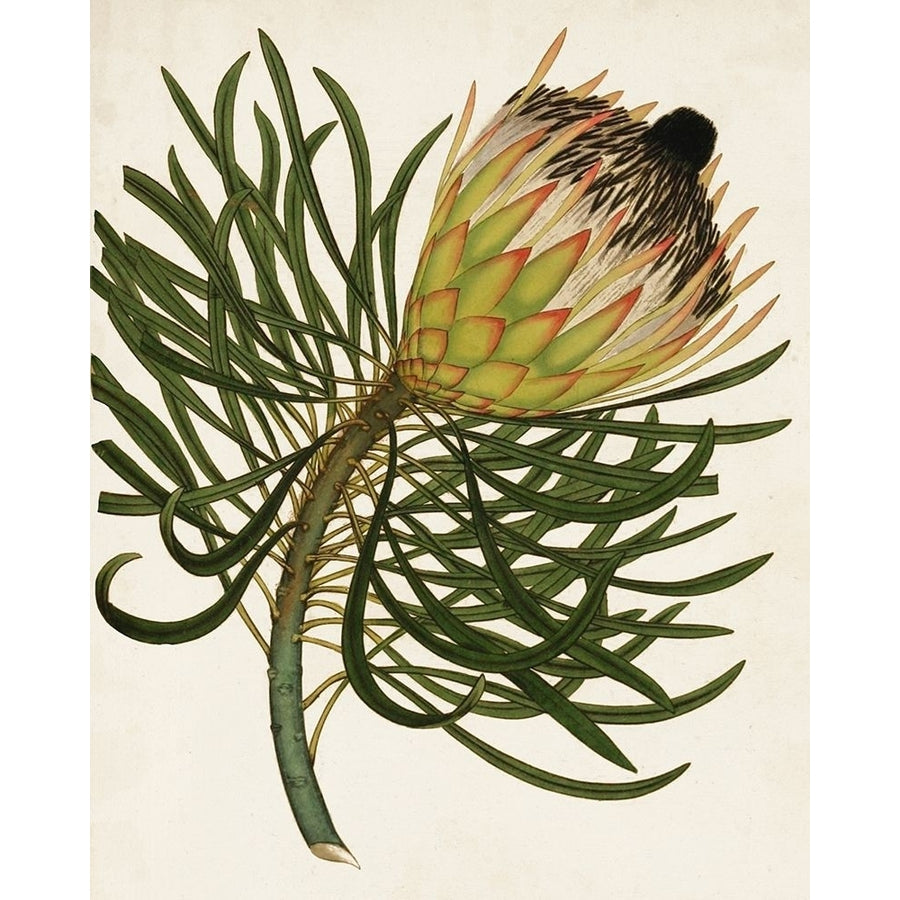 Antique Protea III Poster Print - Unknown-VARPDX128647Z Image 1