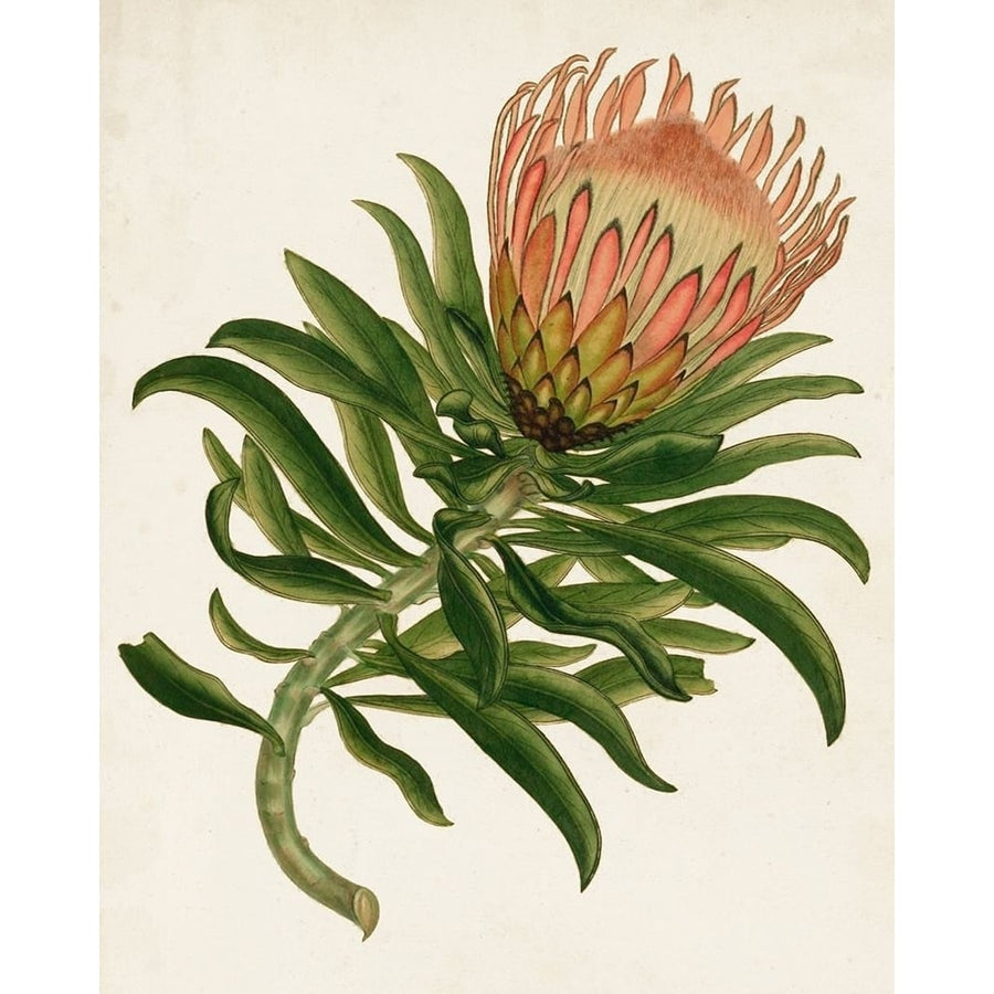 Antique Protea IV Poster Print - Unknown-VARPDX128648Z Image 1