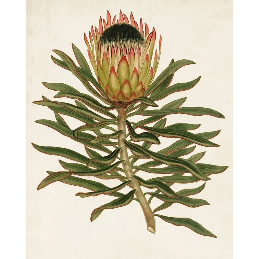 Antique Protea VI Poster Print - Unknown-VARPDX128650Z Image 1