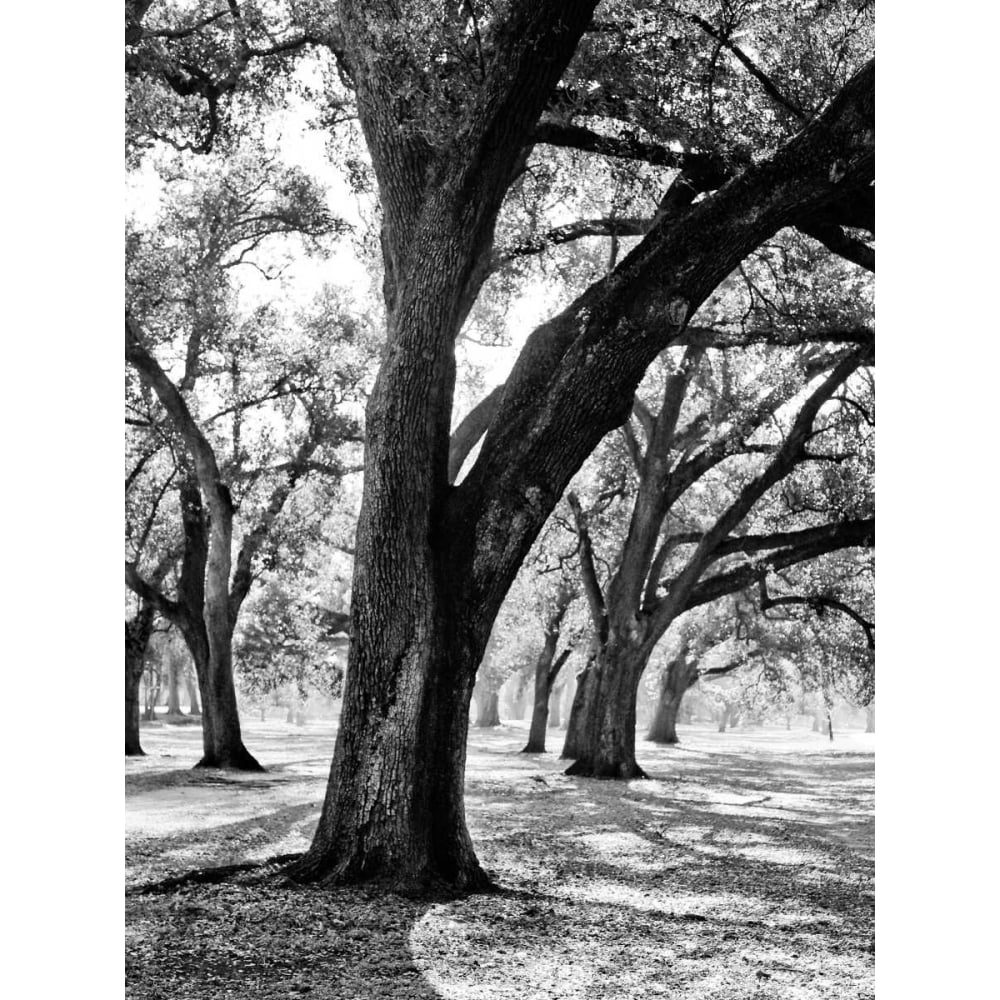 Oak Tree Study Poster Print by Jeff/Boyce Maihara/Watt-VARPDX12866C Image 1