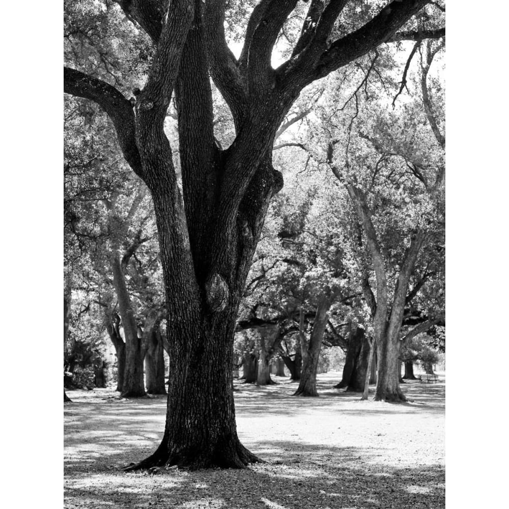 Oak Tree Study Poster Print by Jeff/Boyce Maihara/Watt-VARPDX12866B Image 1