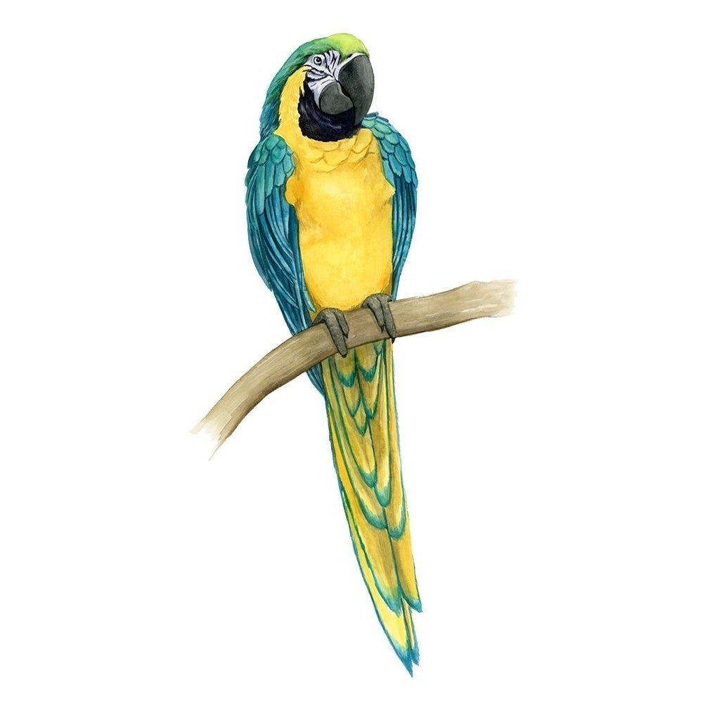 Teal Macaw II Poster Print - Grace Popp-VARPDX129082Z Image 1