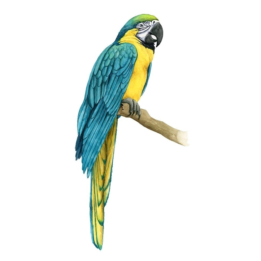 Teal Macaw I Poster Print - Grace Popp-VARPDX129081Z Image 1