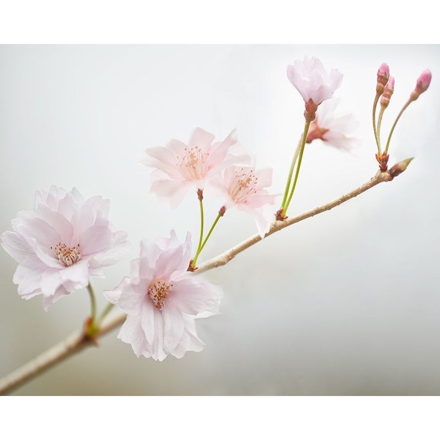 Cherry Blossom Study II Poster Print - James McLoughlin-VARPDX129327GG Image 1