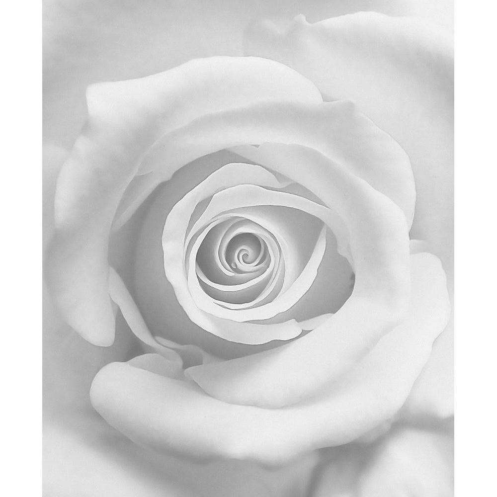 The Rose Poster Print - Kahar Lagaa-VARPDX1293616 Image 1