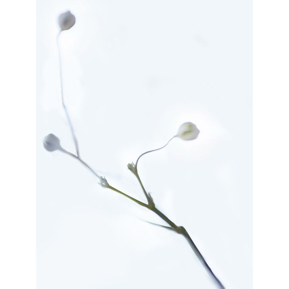 White Buds I Poster Print - James McLoughlin-VARPDX129386D Image 1