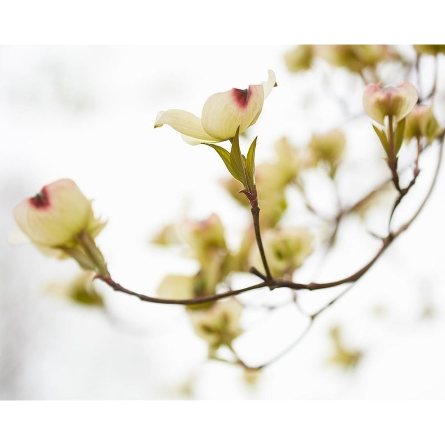 Dogwood Detail III Poster Print - James McLoughlin-VARPDX129383GG Image 1