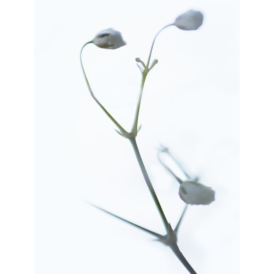 White Buds II Poster Print - James McLoughlin-VARPDX129387D Image 1