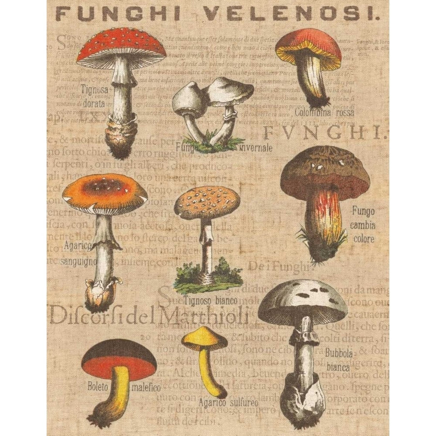 Funghi Velenosi I Poster Print by Wild Apple Portfolio-VARPDX12983 Image 1