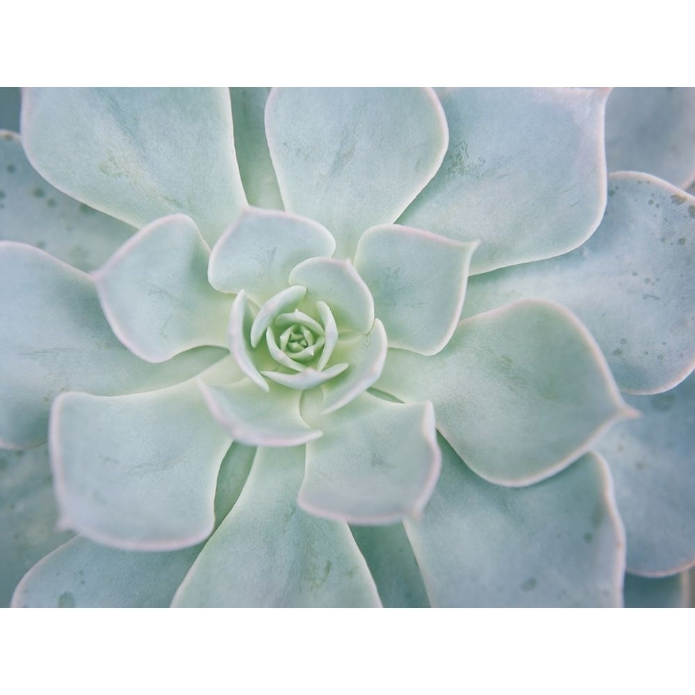 Storybook Succulent I Poster Print - Jason Johnson-VARPDX130214GG Image 1