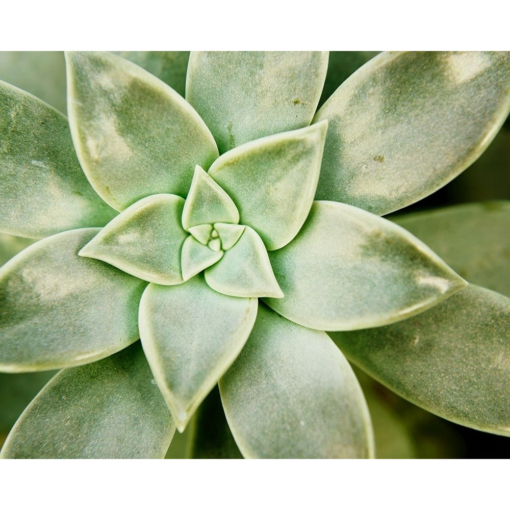 Spring Succulent I Poster Print - Jason Johnson-VARPDX130227GG Image 1