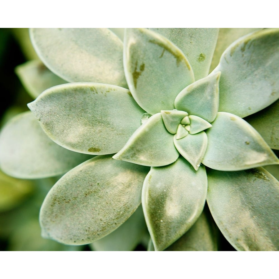 Spring Succulent II Poster Print - Jason Johnson-VARPDX130228GG Image 1