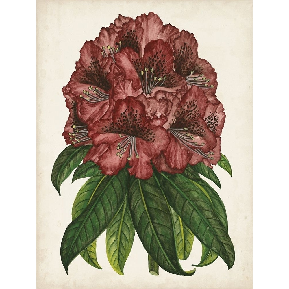 Rhododendron Study I Poster Print - Melissa Wang-VARPDX130417Z Image 1