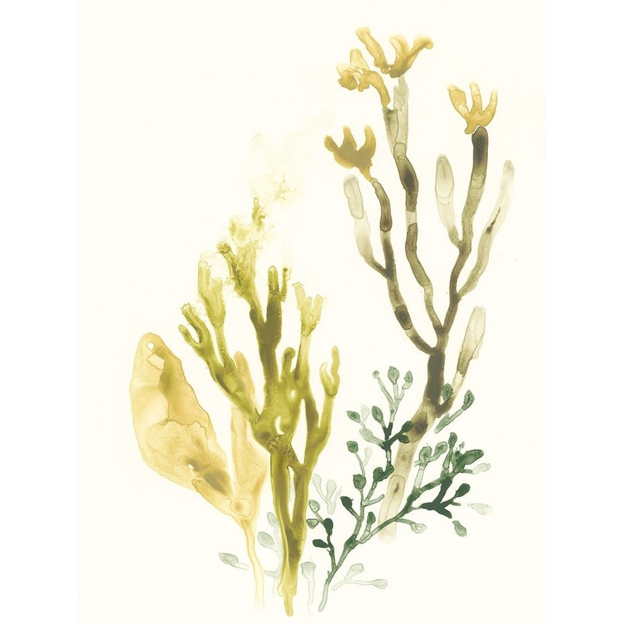 Kelp Collection II Poster Print - June Erica Vess-VARPDX131469Z Image 1