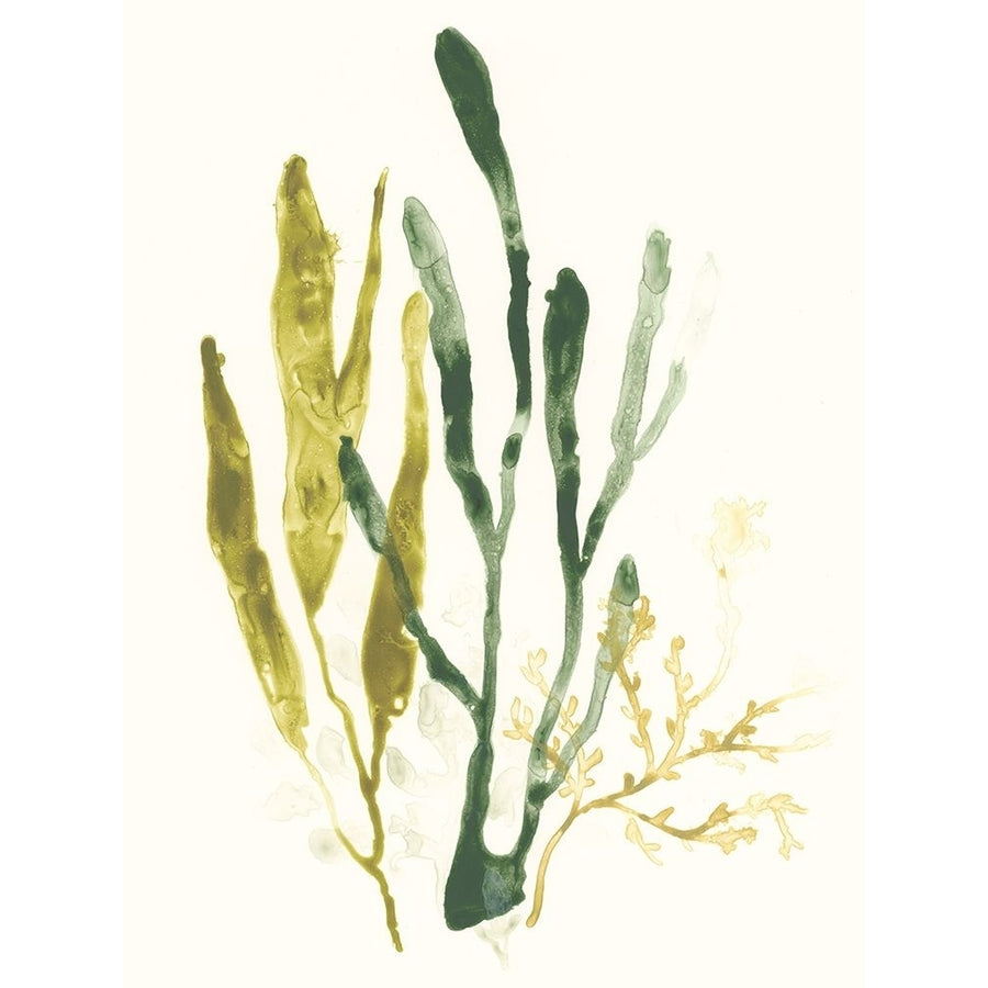 Kelp Collection I Poster Print - June Erica Vess-VARPDX131468Z Image 1