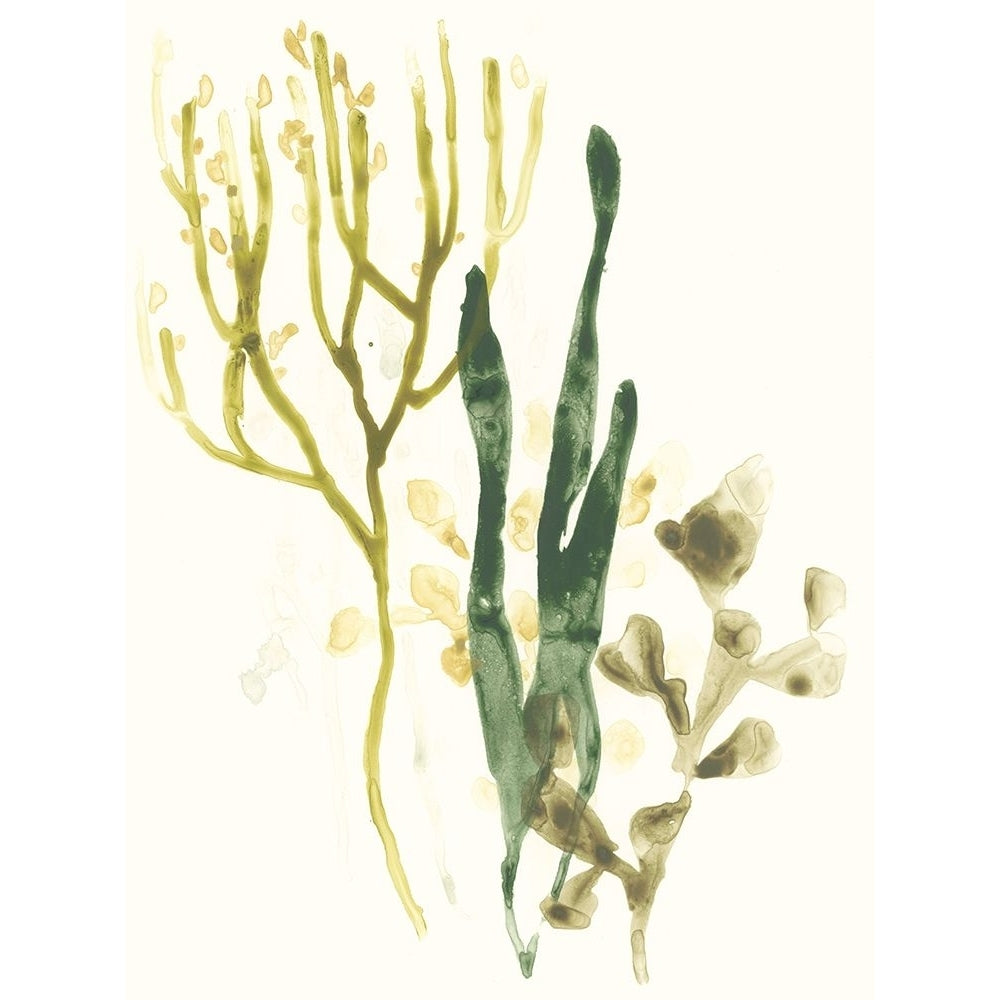 Kelp Collection V Poster Print - June Erica Vess-VARPDX131472Z Image 1