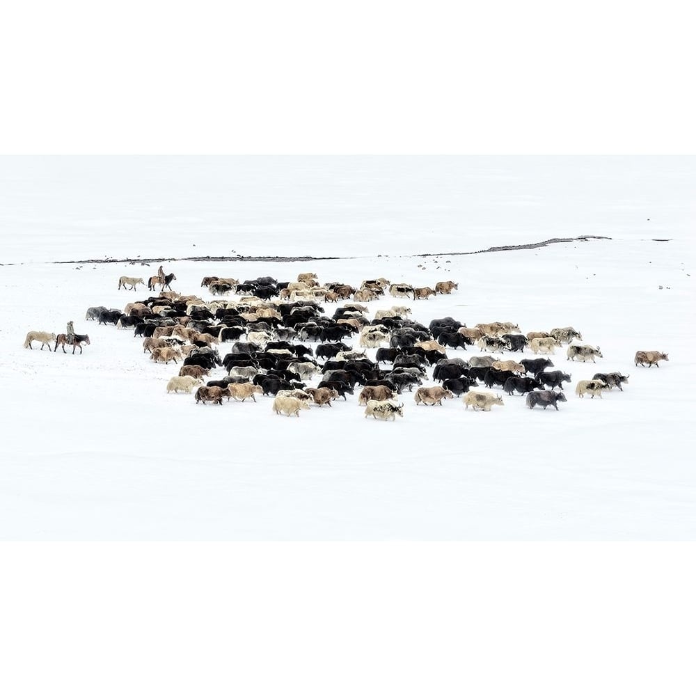 Yaks In Snow Poster Print - Hua Zhu-VARPDX1314910 Image 1