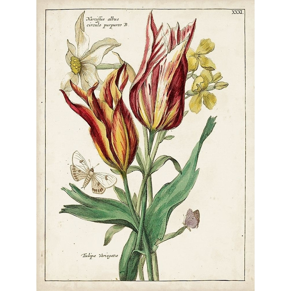 Botanical Bouquet IV Poster Print - Unknown-VARPDX131548Z Image 1