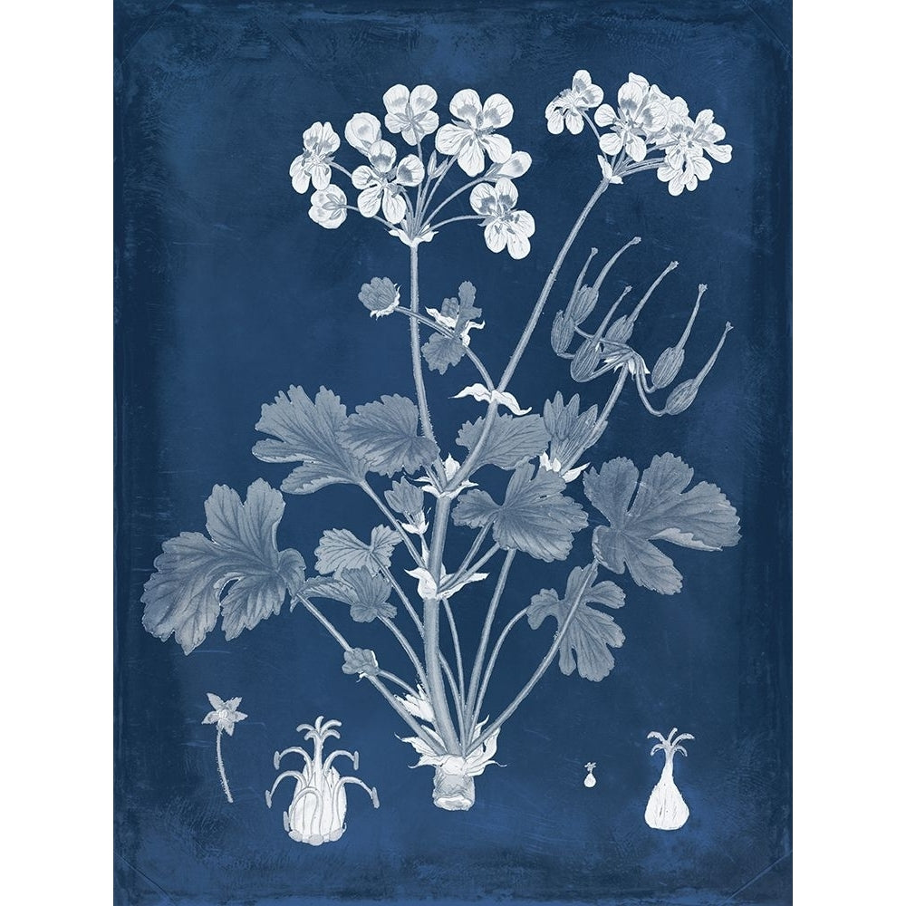 Botanical in Indigo III Poster Print - Studio Vision-VARPDX131628Z Image 1