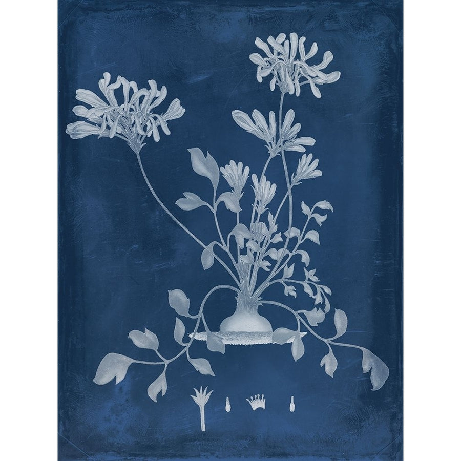 Botanical in Indigo II Poster Print - Studio Vision-VARPDX131627Z Image 1