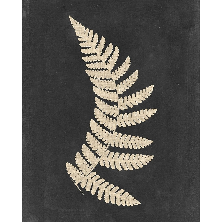 Linen Fern IV Poster Print - Studio Vision-VARPDX131637Z Image 1