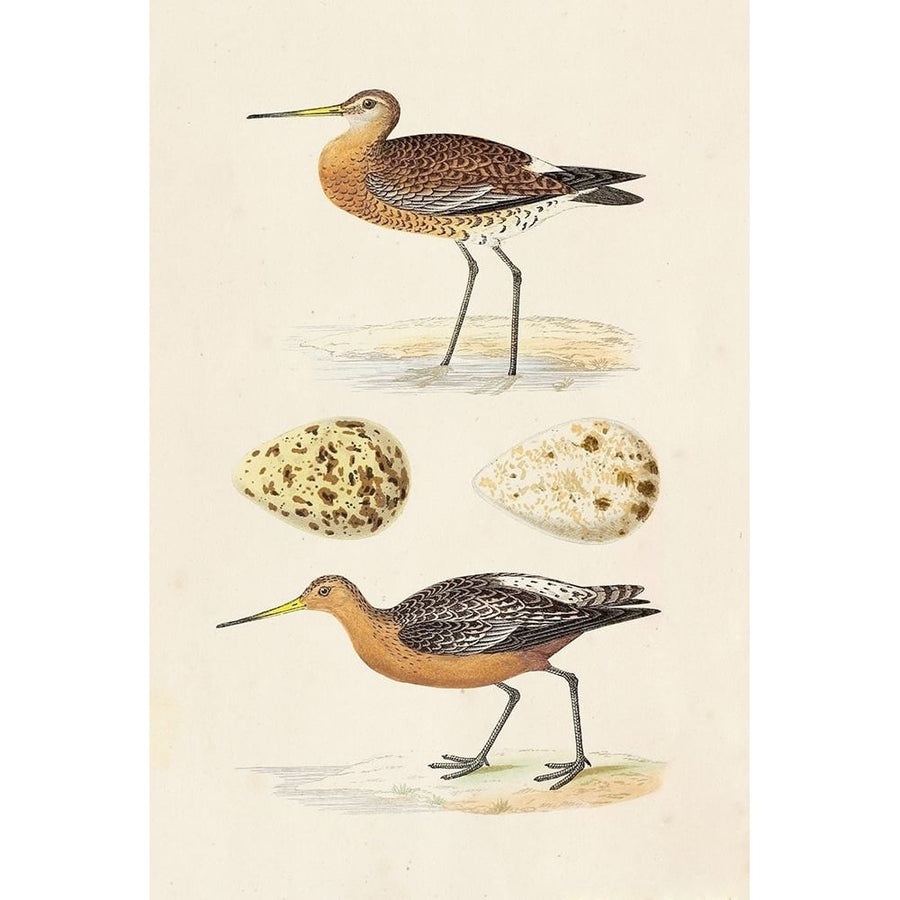 Sandpipers and Eggs IV Poster Print - Morris-VARPDX131916Z Image 1