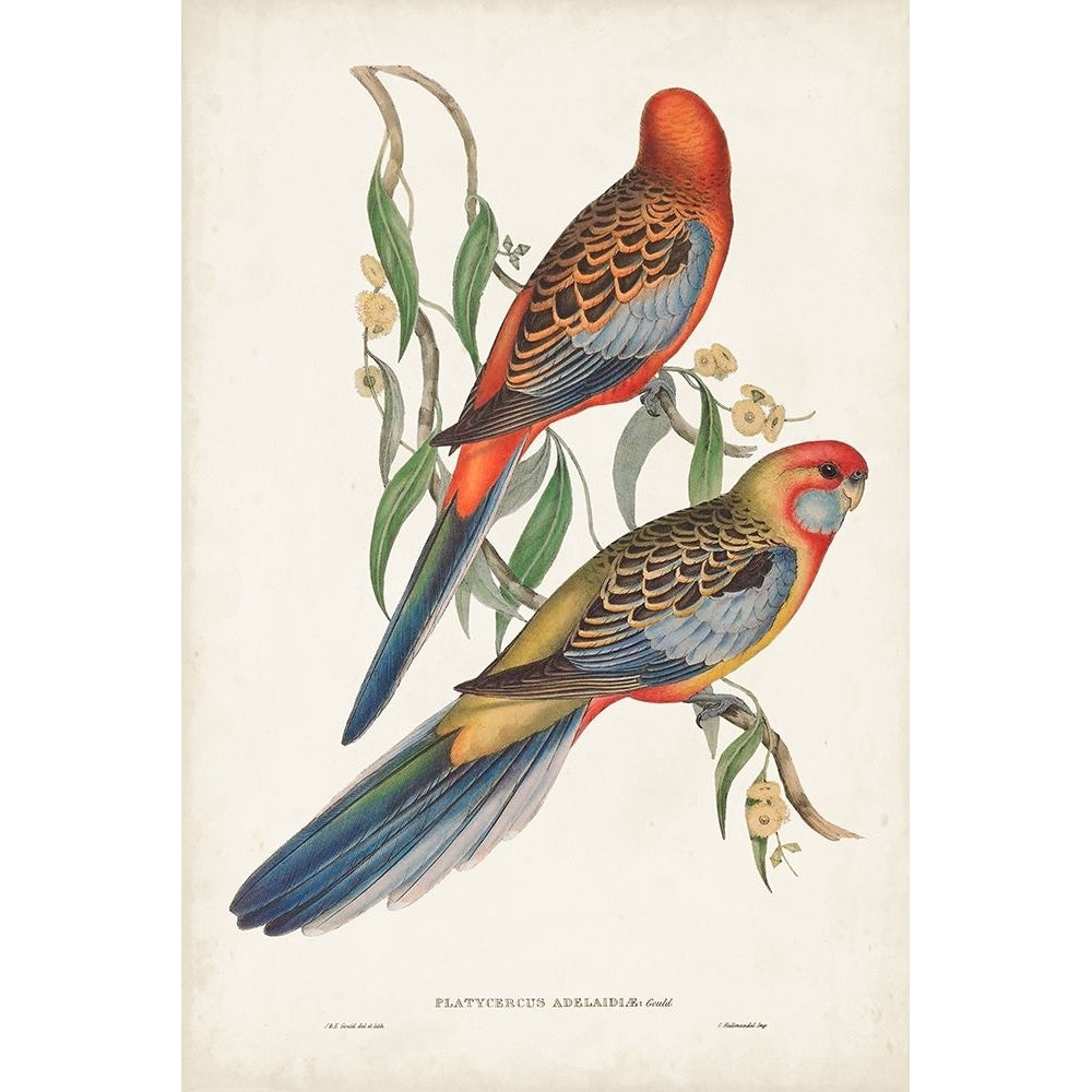 Tropical Parrots II Poster Print - John Gould-VARPDX131918Z Image 1