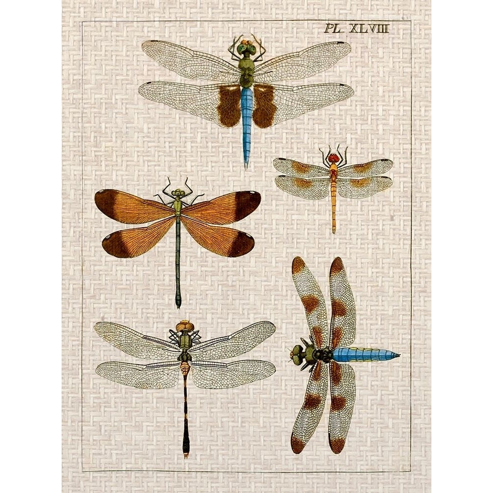 Dragonfly Study II Poster Print - Studio Vision-VARPDX131922Z Image 1