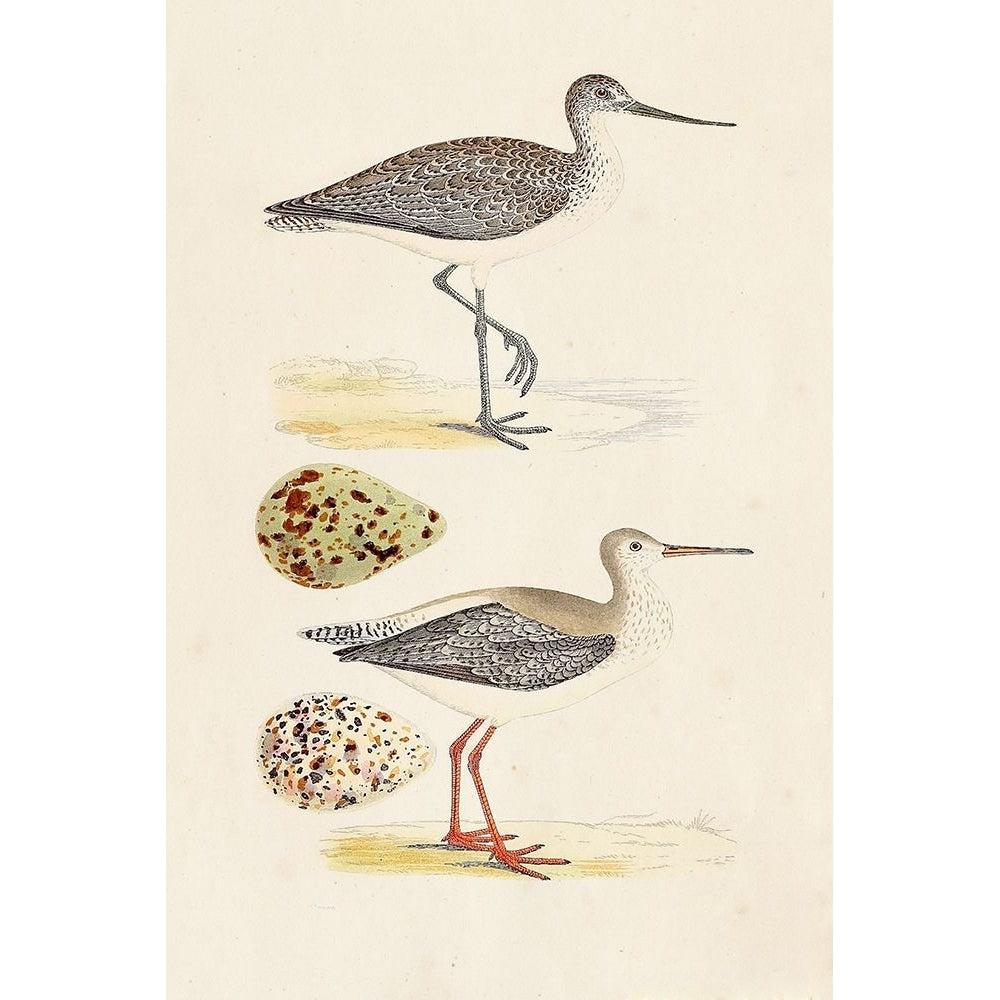 Sandpipers and Eggs I Poster Print - Morris-VARPDX131913Z Image 1