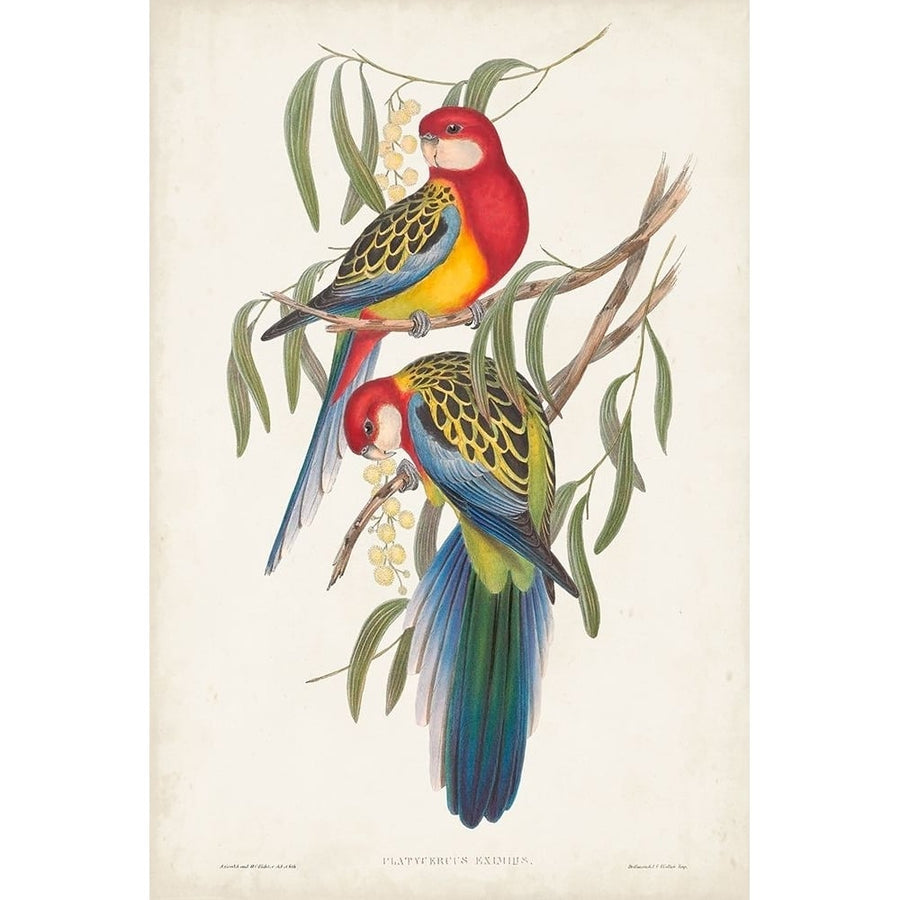 Tropical Parrots IV Poster Print - John Gould-VARPDX131920Z Image 1