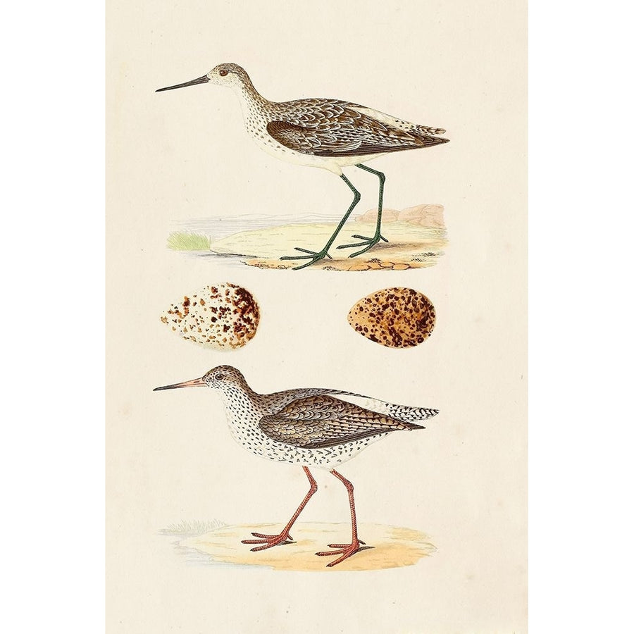 Sandpipers and Eggs II Poster Print - Morris-VARPDX131914Z Image 1