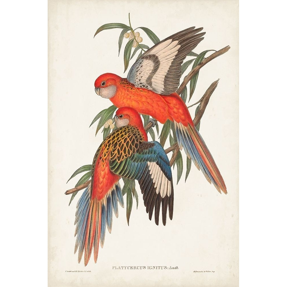 Tropical Parrots I Poster Print - John Gould-VARPDX131917Z Image 1