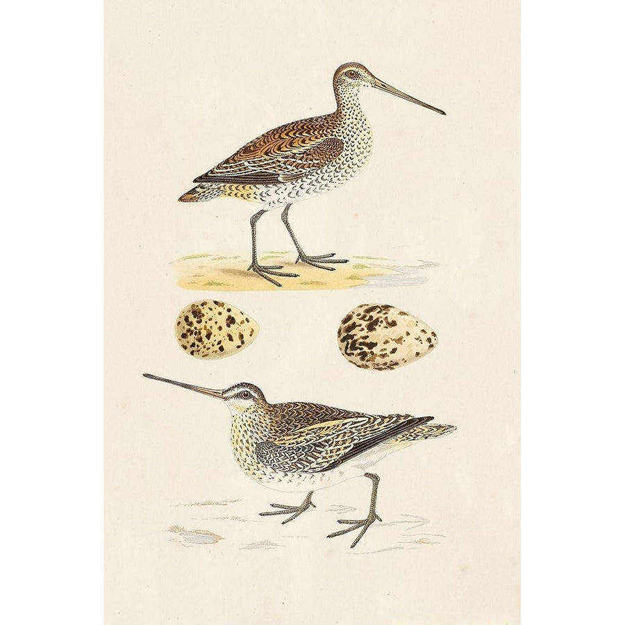 Sandpipers and Eggs III Poster Print - Morris-VARPDX131915Z Image 1