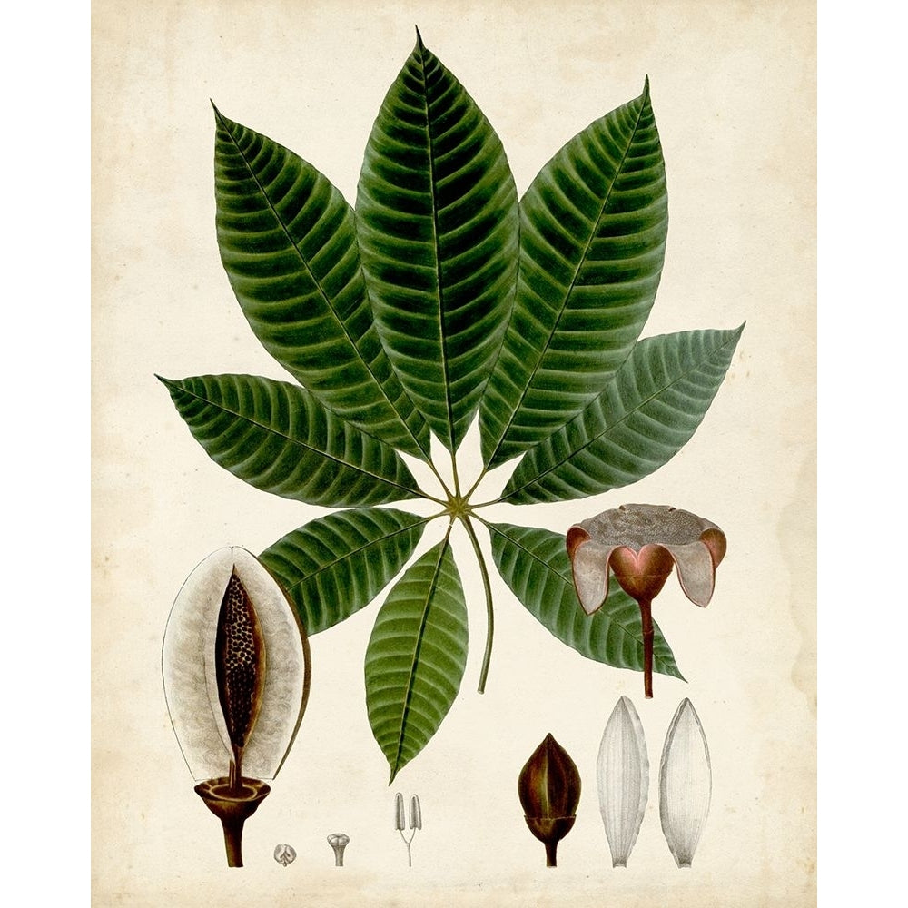 Verdant Foliage VII Poster Print - Studio Vision-VARPDX131953Z Image 1