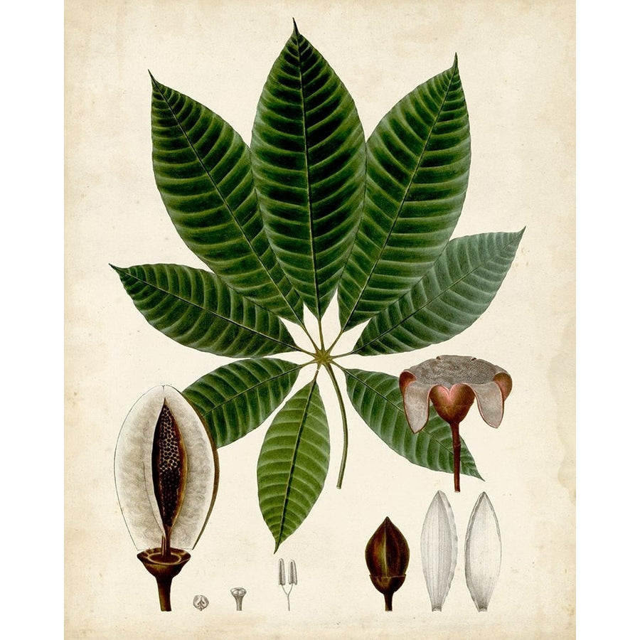 Verdant Foliage VII Poster Print - Studio Vision-VARPDX131953Z Image 1