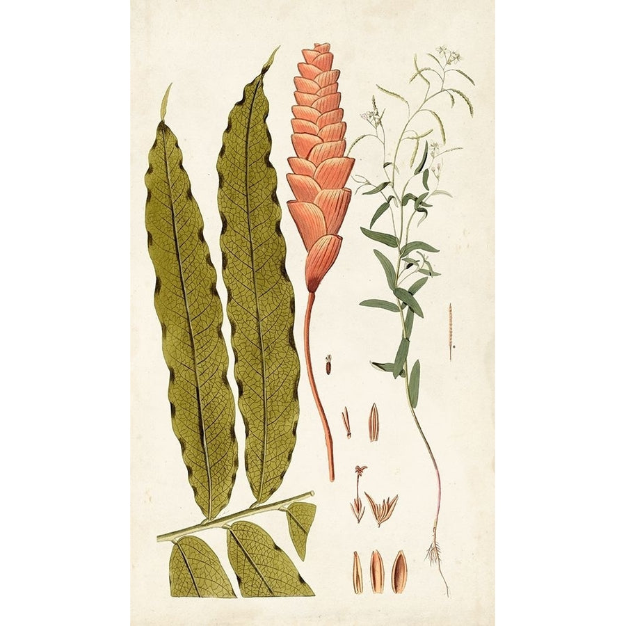 Leaf Varieties VII Poster Print - Studio Vision-VARPDX131961Z Image 1