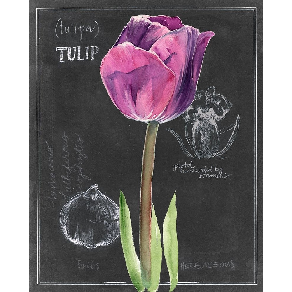 Chalkboard Flower IV Poster Print - Jennifer Paxton Parker-VARPDX132363GG Image 1