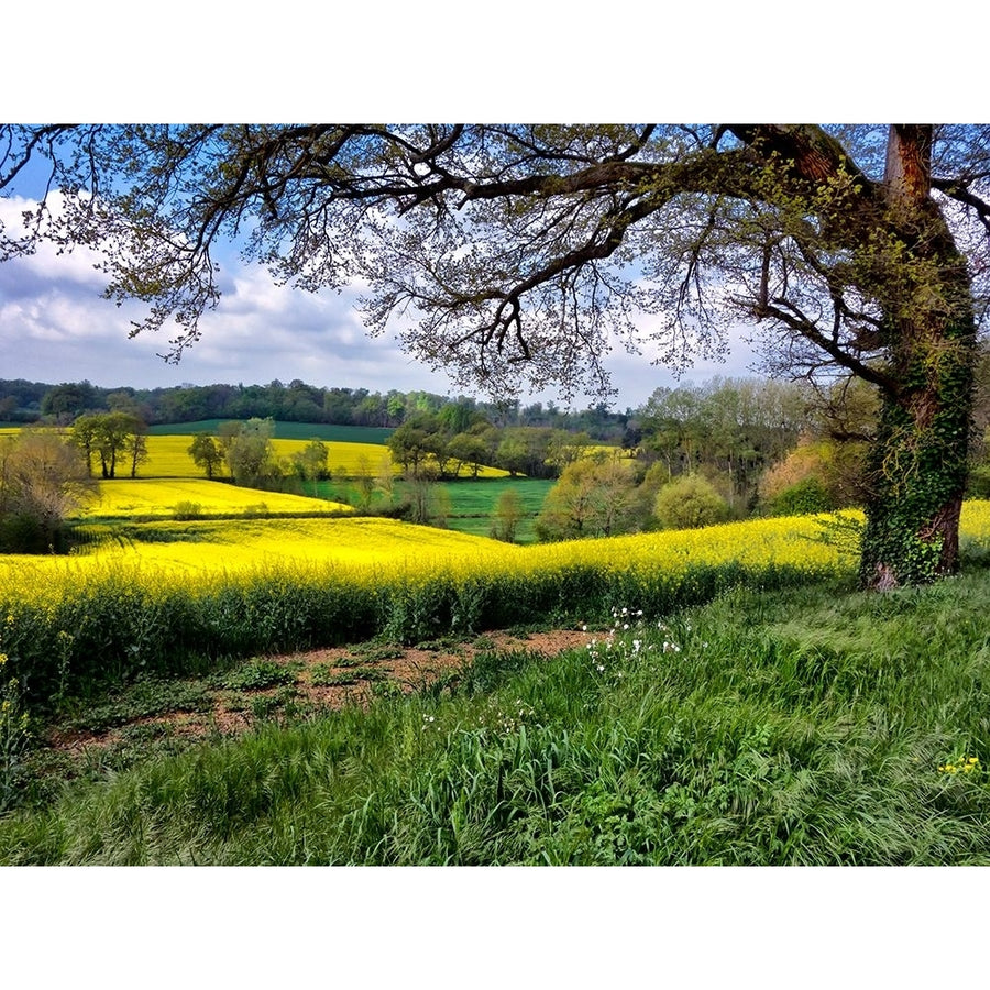 Pastoral Countryside XIV Poster Print - Colby Chester-VARPDX132377GG Image 1