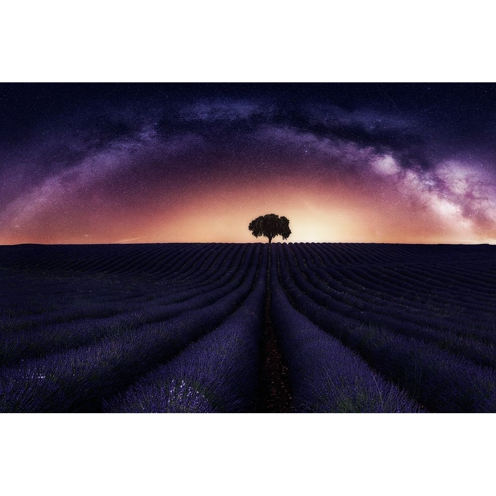 My Lavander Poster Print - Jorge Ruiz Dueso-VARPDX1325272 Image 1