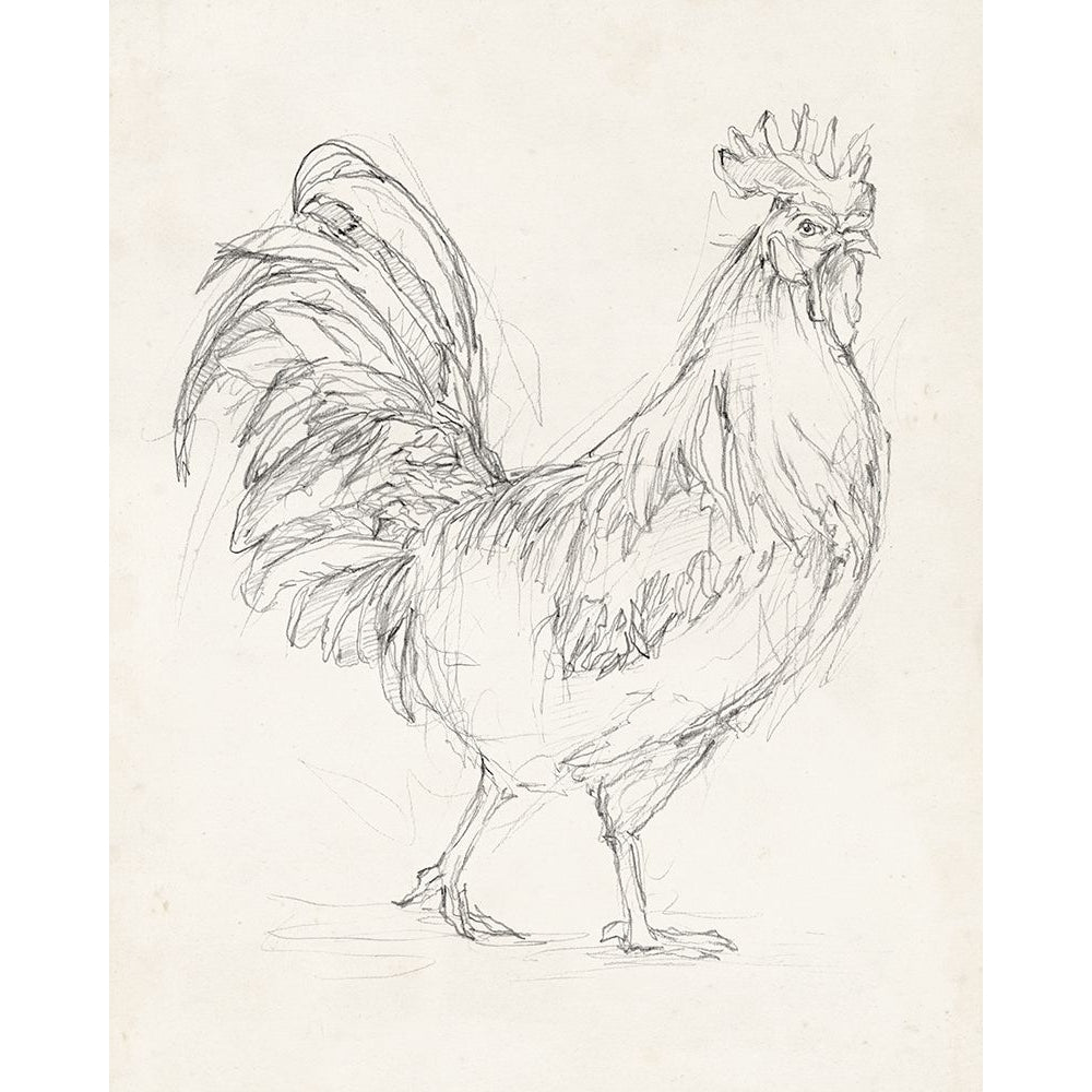 Rooster Sketch I Poster Print - Ethan Harper-VARPDX132641Z Image 1