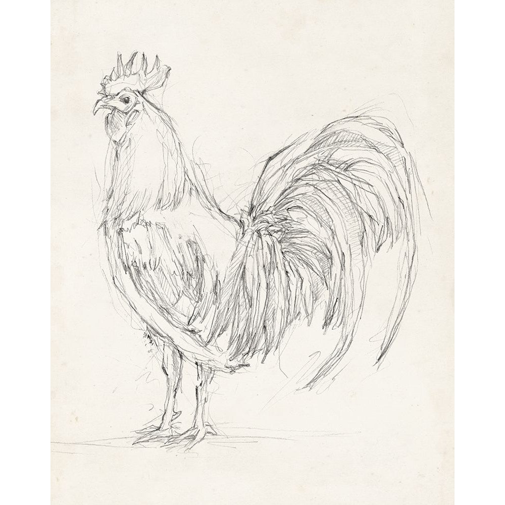 Rooster Sketch II Poster Print - Ethan Harper-VARPDX132642Z Image 1