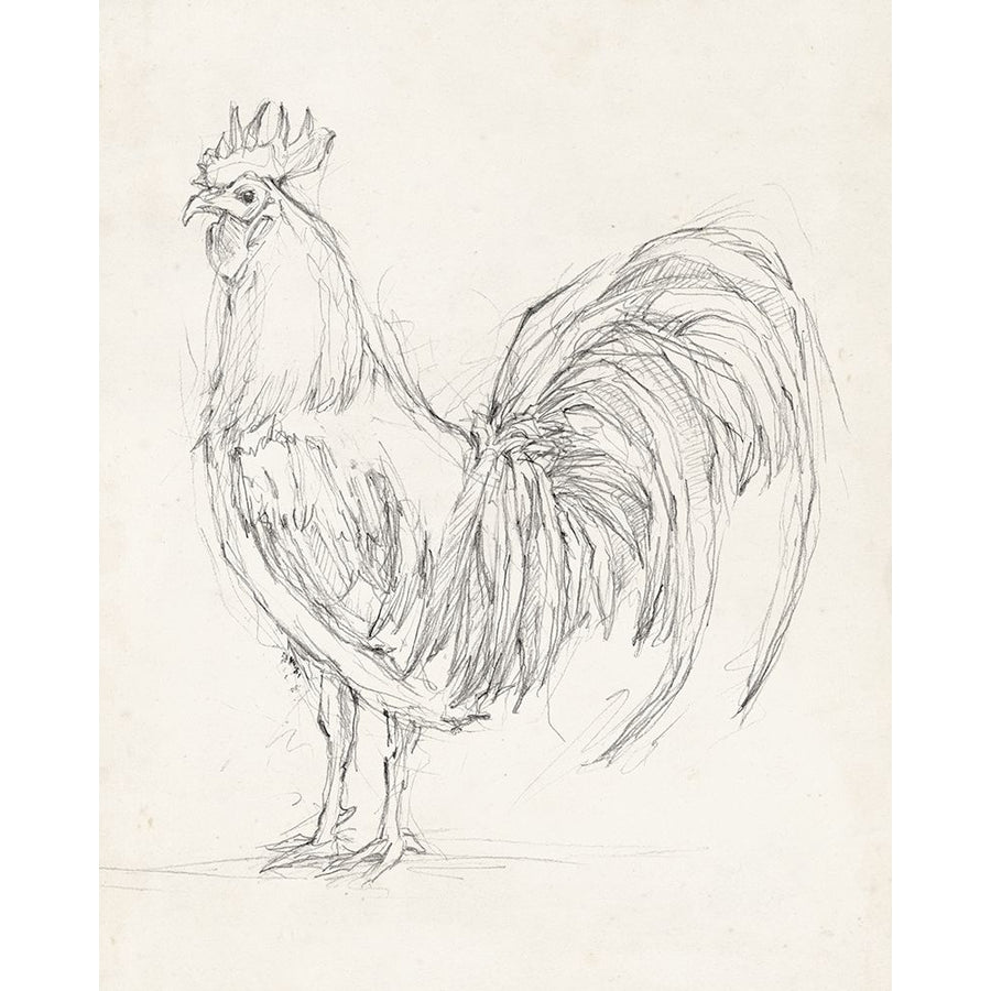 Rooster Sketch II Poster Print - Ethan Harper-VARPDX132642Z Image 1